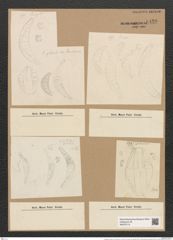 Cystopleura cistula var. lunaris Grun. (de-Toni-Nr.: Genus 103, Species 36/3141) Zeichnungen Sammlung Grunow Nr. 6430 (NHMW-BOT-W0375113)